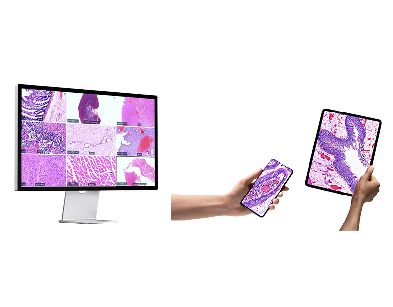 基于网页的数字玻片管理